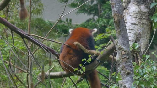 Red Panda scratches back against tree branch up in canopy at zoo