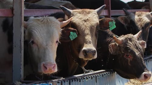 Cows Fed As An Offering To God During The Eid Al Adha In The Animal Sales Market 44