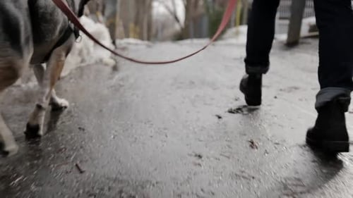 A dog and its owner out for a walk during the day.