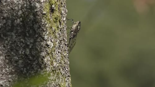 Cicada Resting Calmly on Tree Bark in Forest