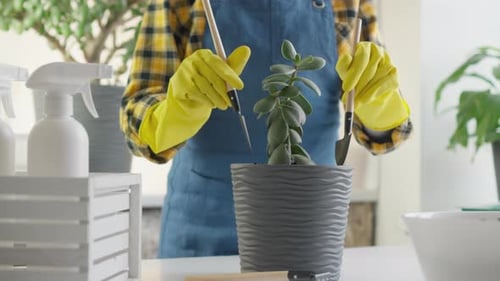 Woman Gardening Indoors with Succulent Potted Plant