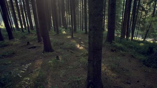 Aurumn Morning in the Forest