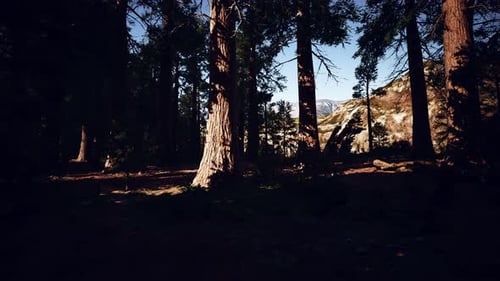 Giant Sequoia Trees Towering Above the Ground in Sequoia National Park