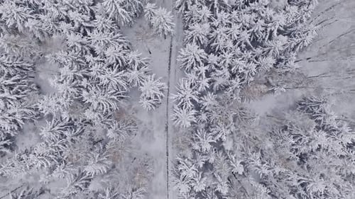 Vista aérea del bosque congelado y el sendero cubierto de nieve en Polonia.