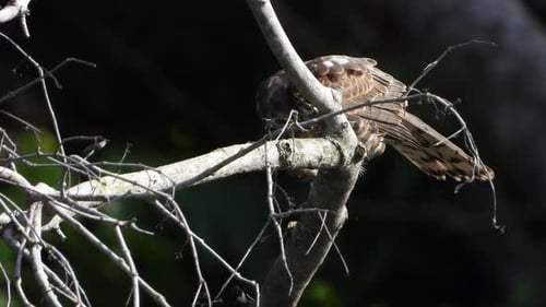Falke chillt auf einem Baum UHD MP4 4k.