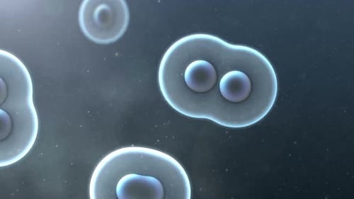Biologische Zellen teilen sich durch den Prozess der Mitose unter dem Mikroskop