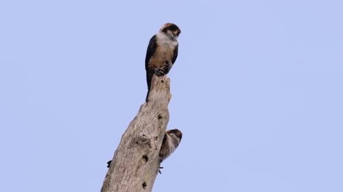 Two Birds Perched on Top of a Tree Trunk