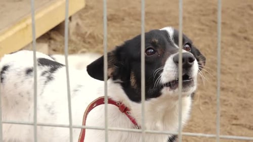 Dog in Cage Barks at Animal Shelter