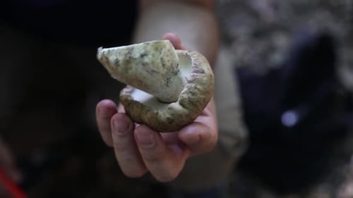 raw forest mushrooms on the lawn