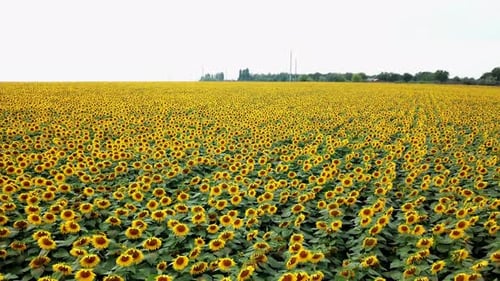 Aerial view of sunflower field.