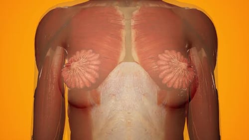 3D Female Breast Anatomy Animation with Glowing Glandular Tissue