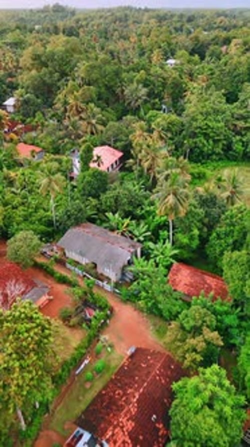 Tropical Trees and Homes Aerial View