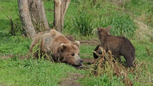 Mother Bear with Cubs Resting in Grassy Field