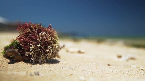 A small seaweed stranded on the edge of a white sand beach
