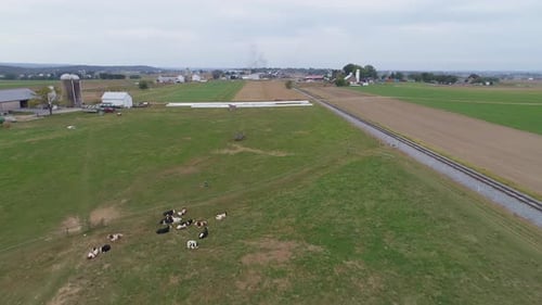 Aerial view of herd cows grazing by a rail road track and rows of stored white feed on a sunny autum