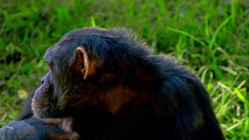 African Chimpanzees Groomed By Another Chimp In The Wilds Of Uganda, Southern Africa.