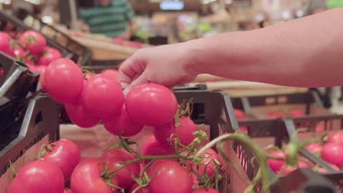 Woman hand takes and examines fresh pink tomatoes on branch from display case