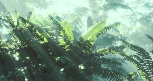 Ferns Bask in Sunlight in a Serene Tranquil Forest