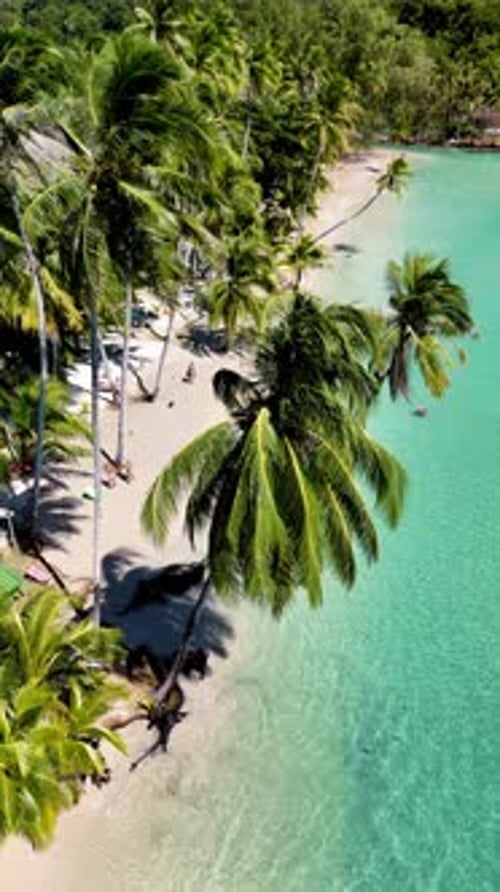 Tropical Beach with Palm Trees from Above