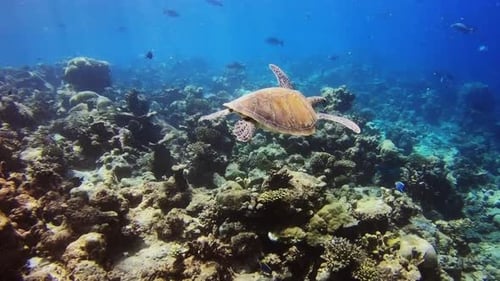 A sea turtle swims in the ocean amid colorful corals.