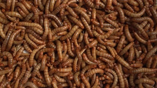 Mealworms 20