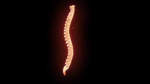 3D Medical Animation of a Glowing Human Spine Rotating