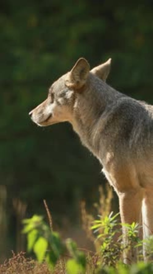 Wolf Canis Lupus Gray Wolf