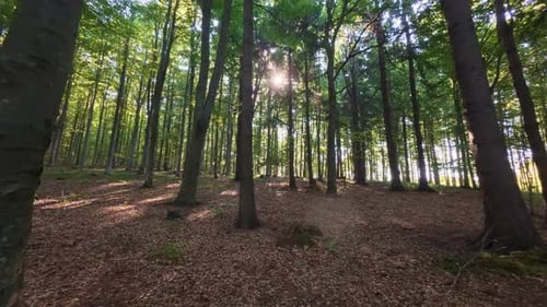 Peaceful Forest Scene with Sunlight Streaming Through Tall Trees Illuminating the Ground Covered