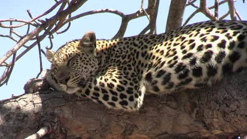 Close Up of Leopard Resting on Tree Branch, Still on Alert. Wild African Animal in Natural Environme