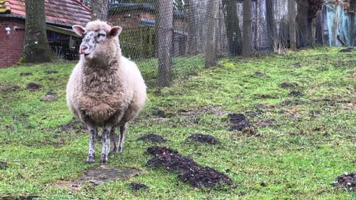 a sheep stands alone in a meadow chewing grass
