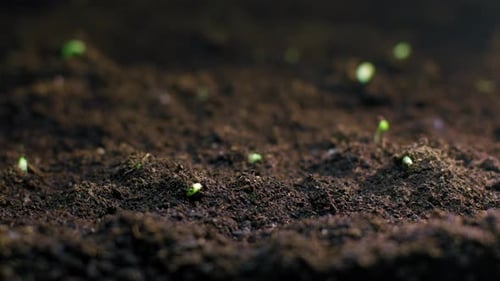Sprouts Emerging from Soil in Close Up Shot