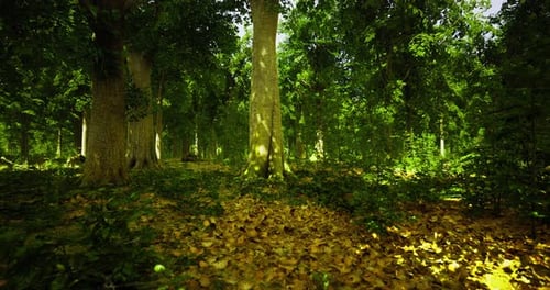 A Vibrant Forest is Illuminated By Sunlight Breaking Through the Tall Trees