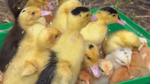 Adorable Group of Fluffy Ducklings and Chicks in Green Box