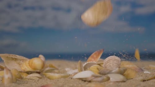 Seashells Dropped on Beach