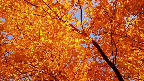 Passage sous des érables aux feuilles d'automne colorées.