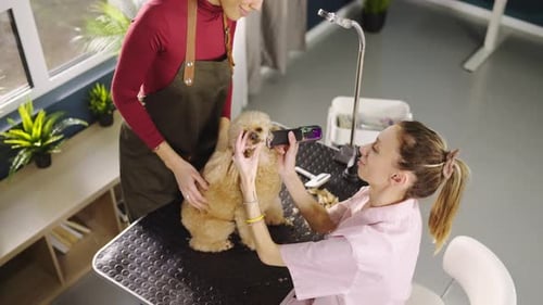 Grooming a dog in a pet salon
