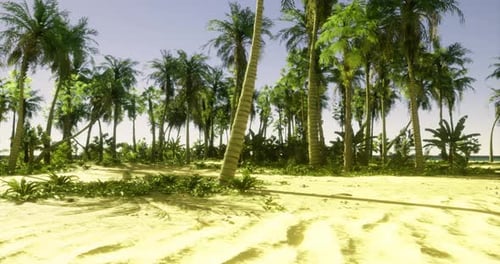 Tropical Landscape with Palm Trees and Sandy Beach Under Sunny Sky