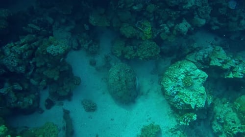 Top view of Sea Turtle trying to settle below corals for rest, Slow motion