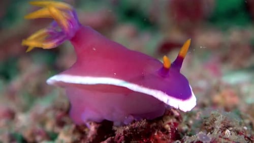 A sea slug underwater - Apolegma Nudibranch (Hypselodoris apolegma)