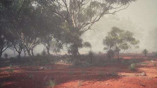 Misty Australian Bushland with Red Earth and Eucalyptus Trees