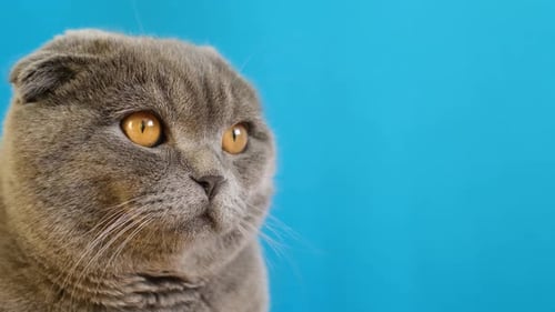 Portrait of a Beautiful Scottish Tabby Cat on a Blue Background in the Studio