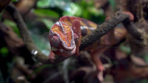 Un caméléon rouge est assis sur une branche dans un terrarium. Reptile dans le zoo, derrière une vitre
