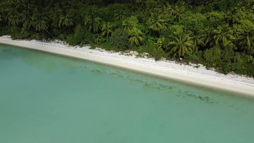 White sand beach fringed with palm trees on tropical island with clear water drone shot
