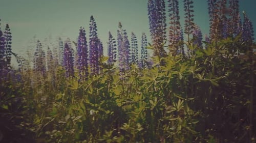 Lupinenblüten. Lupinenblüte auf einer sommergrünen Wiese. Farblich abgestuft