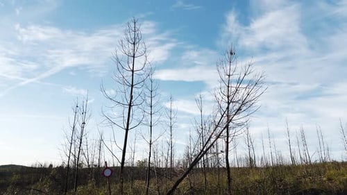 View of several pine trees stand blackened after a wildfire, their trunks scared and branches bare,