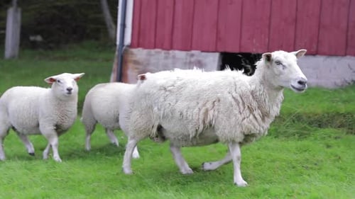Mother sheep with lamb in the coast of Helgeland Northern Norway