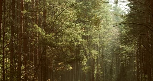 Pines Woods Evergreen Trees in Autumn Forest Autumn Mood Gently Wind