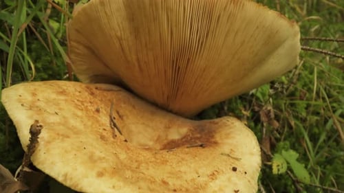 Two Red Pine Mushroom in the Woods
