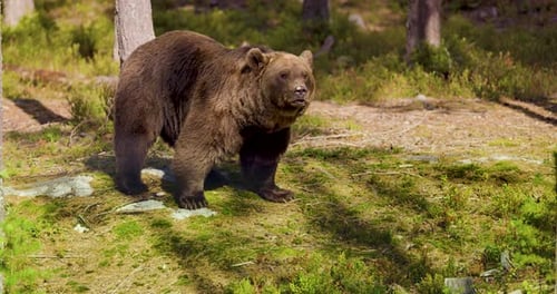 Wild Scandinavian Brown Bear Sits in the Forest A Sunny Day in the Natural Habitat