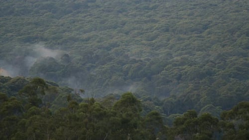 A time-lapse sequence of a forest enveloped by mist.